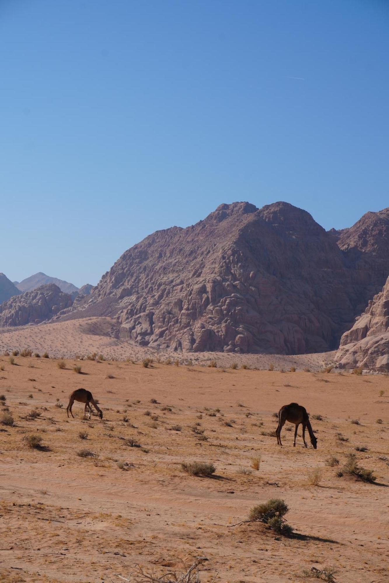 Отель Bedouin Cave Wadi Rum Campsite Экстерьер фото